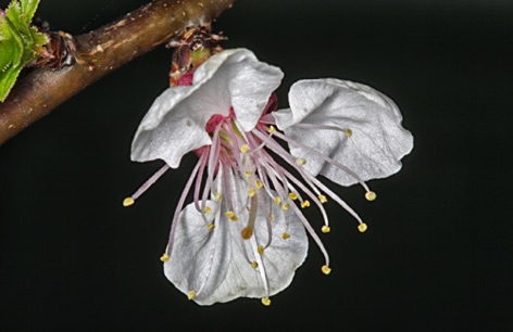 Albicocco